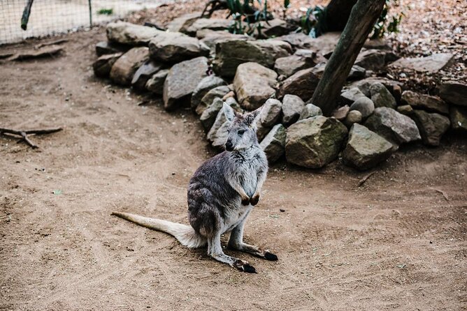 Small-Group Blue Mountains Day Tour With Wildlife Park Admission - Traveler Feedback and Recommendations