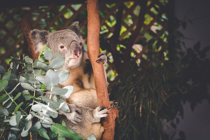 Small-Group Blue Mountains Day Tour With Wildlife Park Admission - Small-Group Tour Details