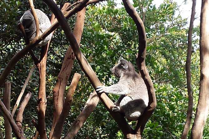 Small-Group Blue Mountains Tour With Bush Walks and Featherdale Wildlife Park - Explore Blue Mountains National Park
