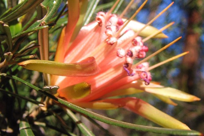 Small-Group Blue Mountains Tour With Bush Walks and Featherdale Wildlife Park - Guided Walks in Nature