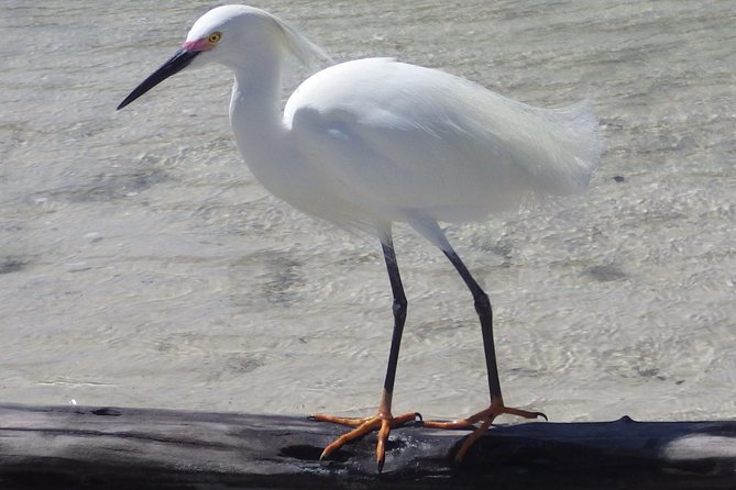 Small Group Boat, Kayak and Walking Guided Eco Tour in Everglades National Park - Potential Wildlife Sightings