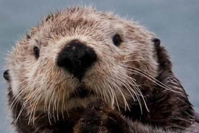 Small Group Boat Tour of Sitka - Meeting and End Points