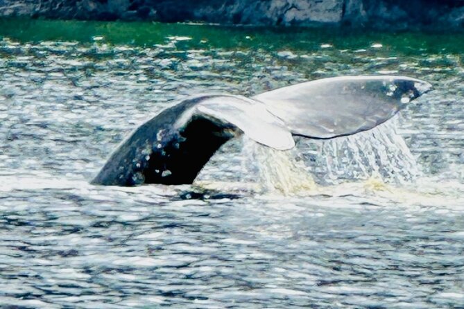 Small Group Boat Tour of Sitka - Scenic Views and Intimate Experience
