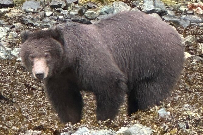 Small Group Boat Tour of Sitka - Top Choice in Sitka
