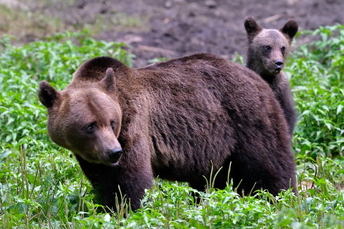 Small-Group Brown Bear-Watching Experience From Brasov - Important Information