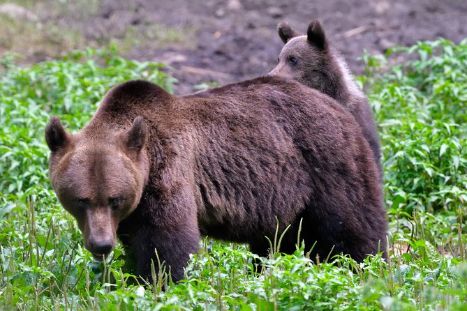 Small-Group Brown Bear-Watching Experience From Brasov - Customer Reviews
