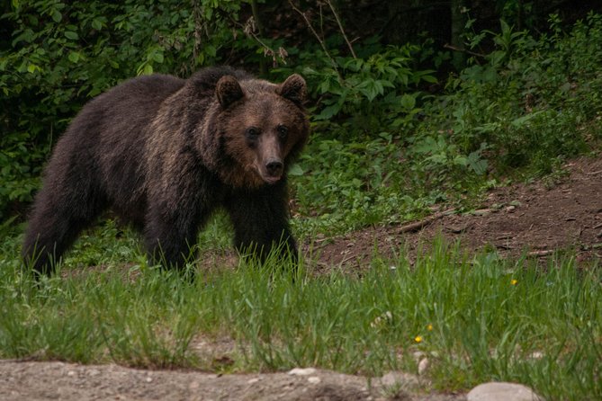 Small-Group Brown Bear-Watching Experience From Brasov - Tour Duration