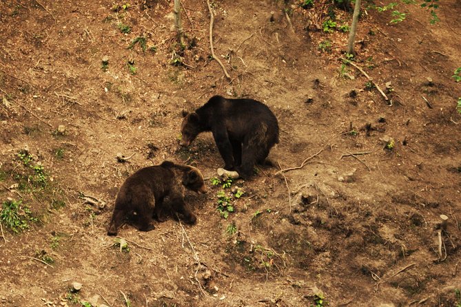 Small-Group Brown Bear-Watching Experience From Brasov - Wildlife Sightings