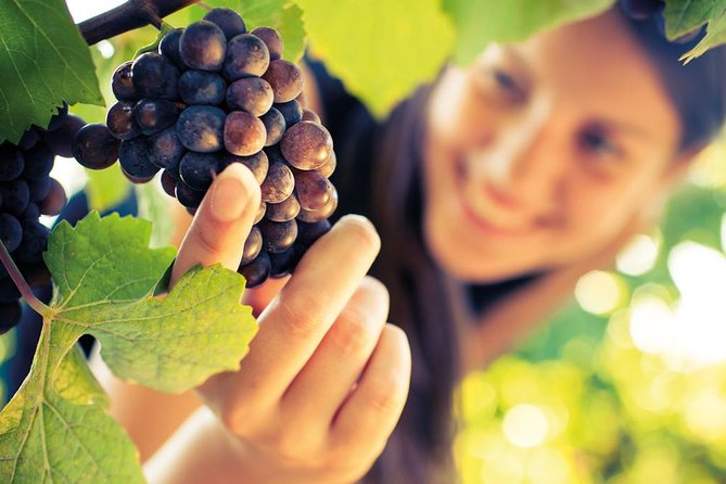 Small Group Brunello Di Montalcino Wine Tour From Siena - Wine Tasting