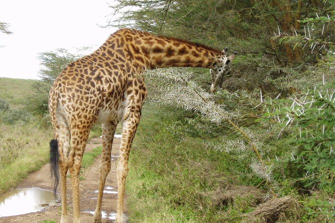 Small Group Budget Tour to Hells Gate National Park and Lake Naivasha Boat Ride - Company Background