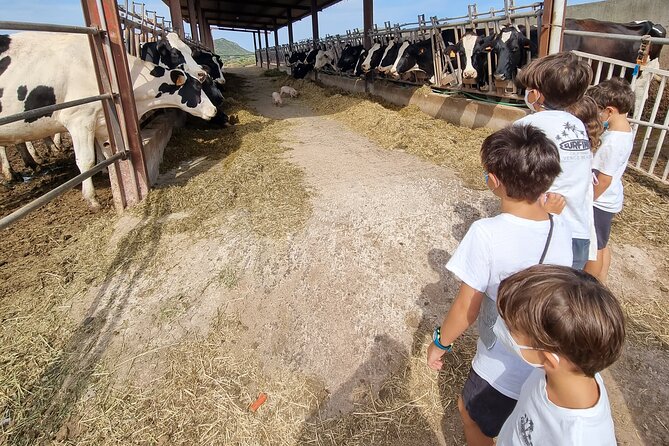 Small Group Cheese Making and Tasting From the Island of Baleares - Overview of the Experience