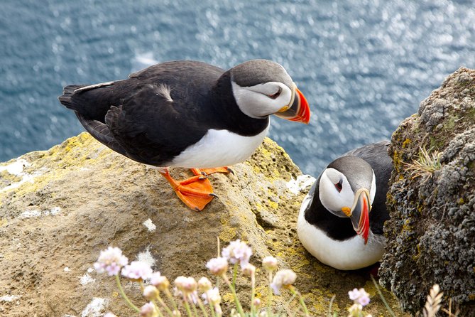 Small Group - Cliffs Cruise, Aran Islands and Connemara in One Day From Galway - Inclusions