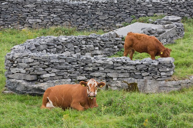 Small Group - Cliffs Cruise, Aran Islands and Connemara in One Day From Galway - Exploring the Cliffs of Moher