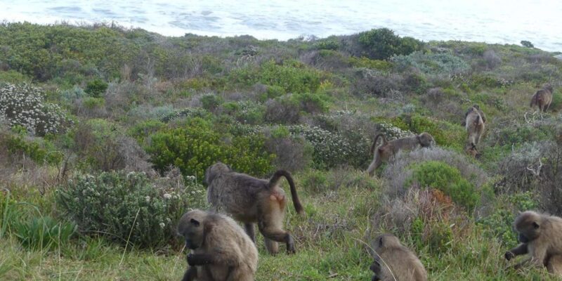 Small Group Day Tour: Boulders Beach Penguins and Cape Point - Transportation and Guide