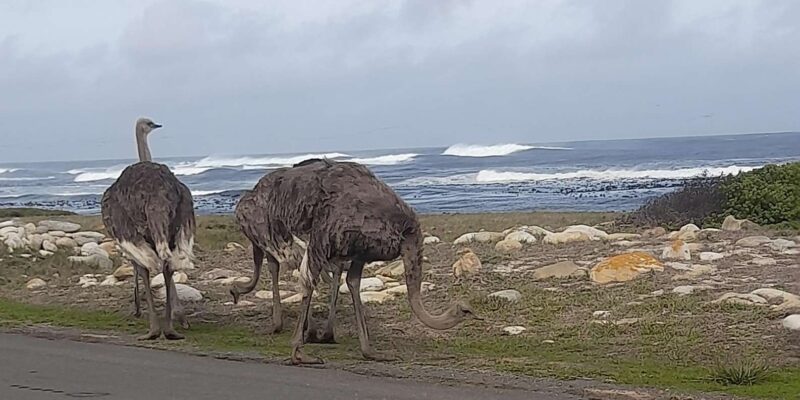 Small Group Day Tour: Boulders Beach Penguins and Cape Point - Inclusions and Optional Activities