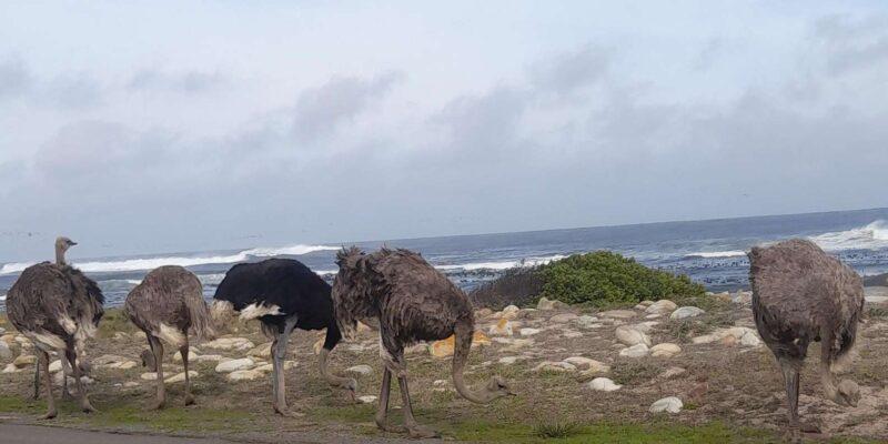 Small Group Day Tour: Boulders Beach Penguins and Cape Point - Important Information