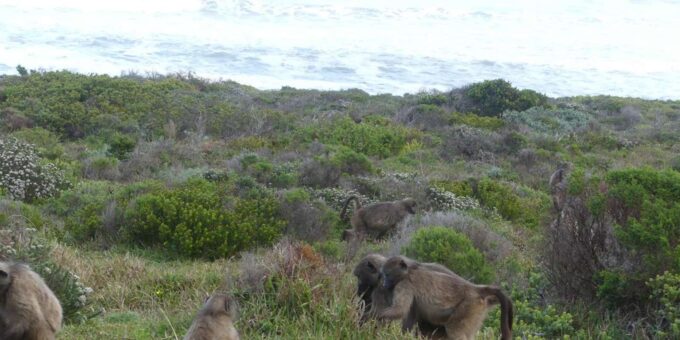 Small Group Day Tour: Boulders Beach Penguins and Cape Point - Scenic Drives and Stops