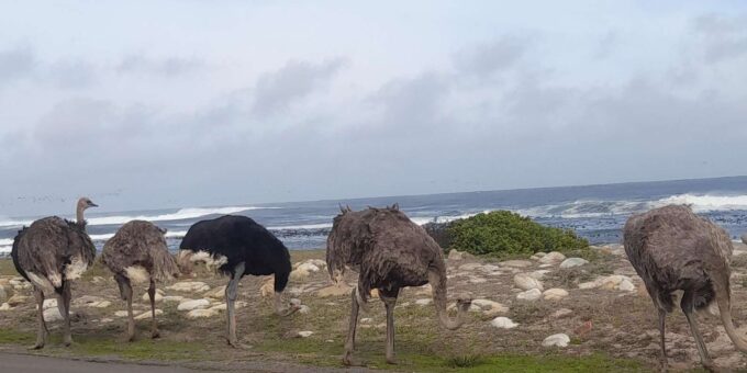 Small Group Day Tour: Boulders Beach Penguins and Cape Point - Exploring Cape Point National Park