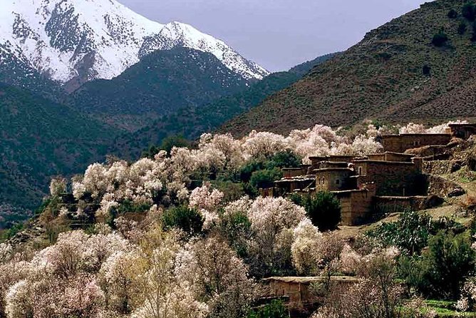 Small Group Day Tour to Ourika Valley From Marrakech - Pricing and Availability