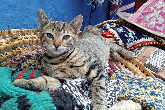 Small Group Day Trip Fez to Chefchaouen - Tour Logistics