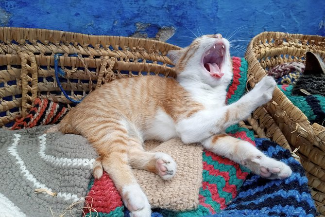 Small Group Day Trip Fez to Chefchaouen - Accessibility Considerations