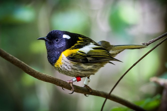 Small Group Daytime 2-Hour Eco Wildlife Tour at Zealandia - Reviews and Recommendations