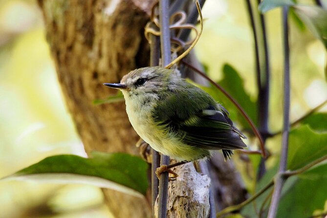 Small Group Daytime 2-Hour Eco Wildlife Tour at Zealandia - Photography Opportunities
