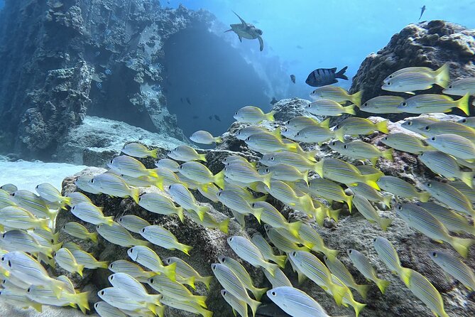 Small Group Discover Scuba Diving From Electric Beach With Photos - Booking and Planning Your Adventure