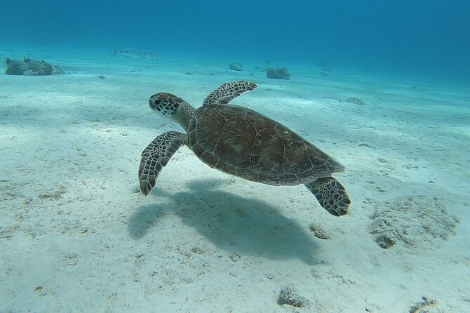 Small Group Diving Experience in Caribbean - Overview and Experience