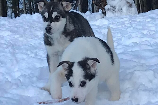 Small-Group Dog Sledding Experience in Sterling - Tour Details