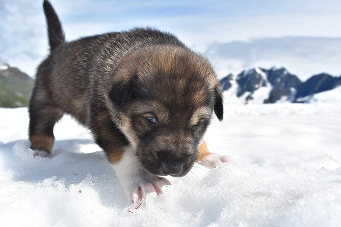 Small-Group Dog Sledding Experience in Sterling - Booking Information