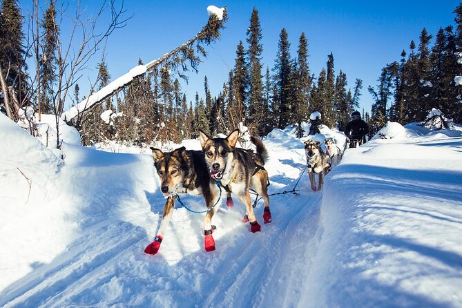 Small-Group Dog Sledding Experience in Sterling - Reviews and Ratings