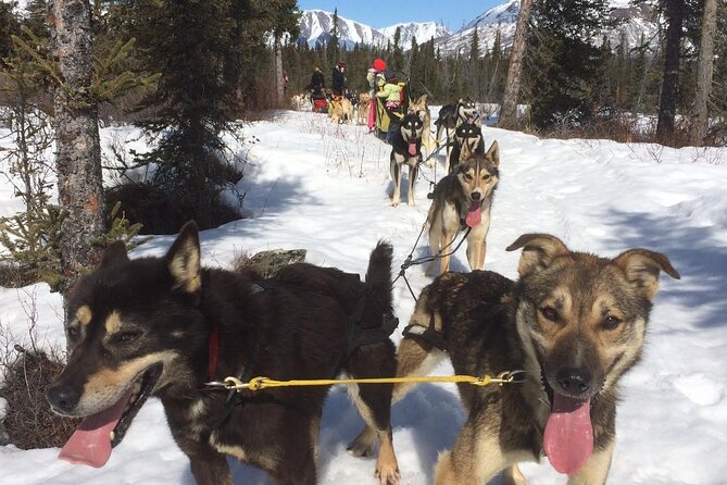 Small-Group Dog Sledding Experience in Sterling - Interacting With the Dogs