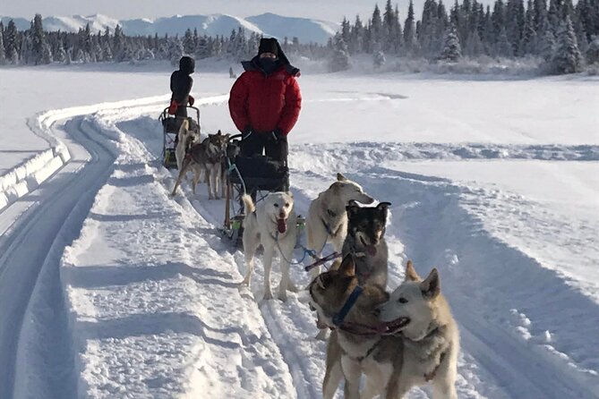 Small-Group Dog Sledding Experience in Sterling - Getting to the Meeting Point