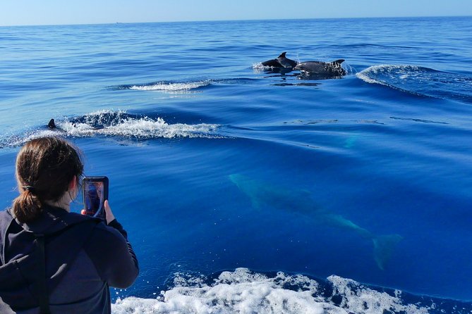 Small Group Dolphin and Wildlife Watching Tour in Faro - Bottlenose and Common Dolphins