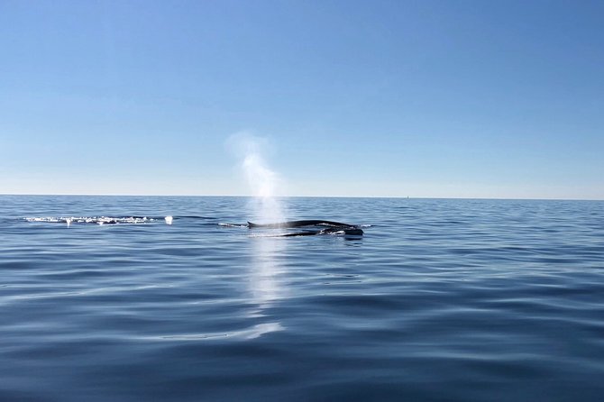 Small Group Dolphin and Wildlife Watching Tour in Faro - Marine Birds and Tuna