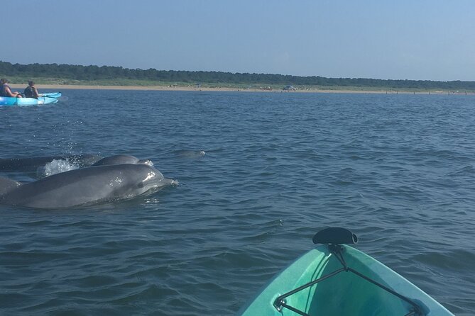 Small Group Dolphin Kayak Eco-Tour - Booking and Availability