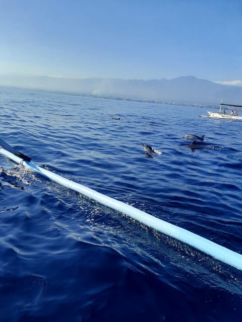 Small Group Dolphin Tour, Sunrise, Swim With Dolphin Lovina - Contact Information