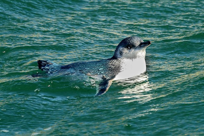 Small-Group Dunedin Wildlife Cruise - Accessibility and Mobility Considerations