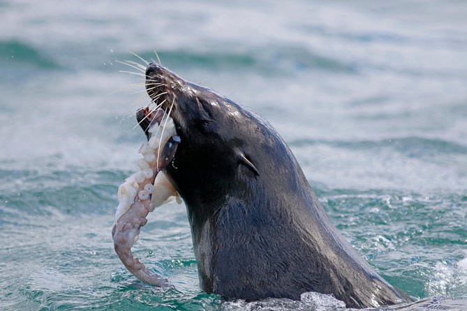 Small-Group Dunedin Wildlife Cruise - Departure Points and Times