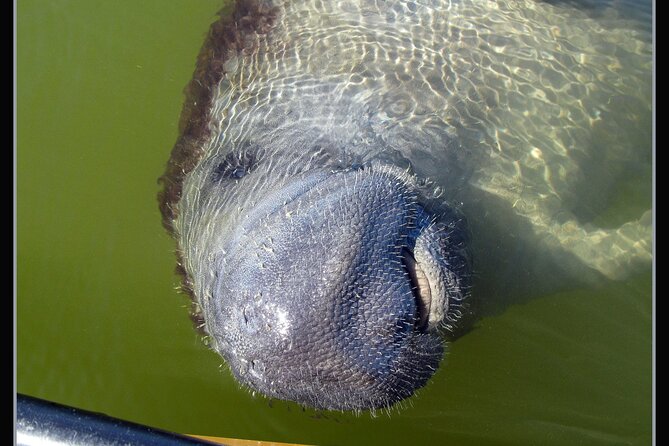 Small-Group Everglades Boating Kayaking and Walking Eco Tour - Kayaking Peaceful Waters