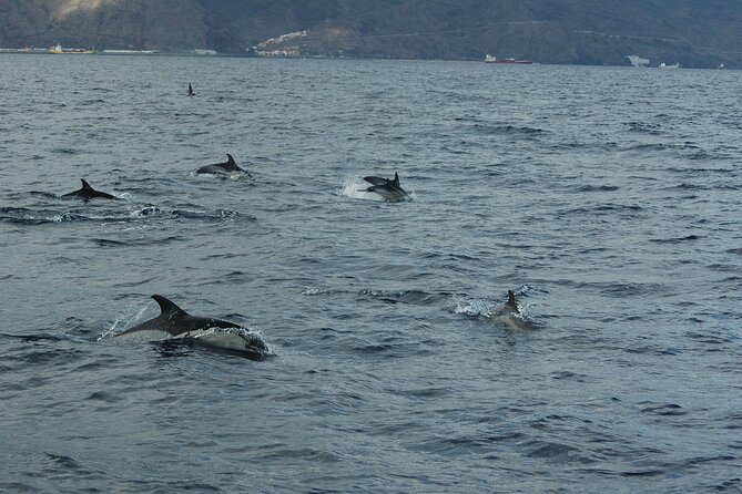 Small Group Excursion Whales and Dolphin Watching Los Gigantes - Whale and Dolphin Watching