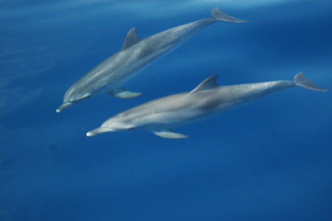 Small Group Excursion Whales and Dolphin Watching Los Gigantes - Snorkeling Opportunities