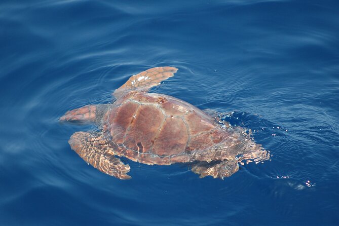 Small Group Excursion Whales and Dolphin Watching Los Gigantes - Included Amenities