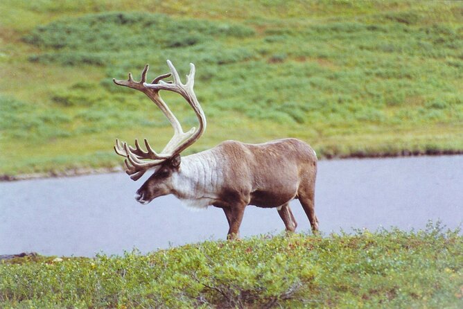 Small-Group Flight Denali National Park Tour With Guided Hike - Wildlife Sightings in Denali