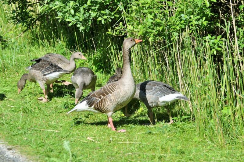 Small Group Full Day Island Tour to Texel From Amsterdam - Booking Information