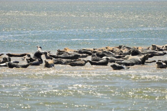 Small Group Full Day Island Tour to Texel From Amsterdam - Ferry Transportation