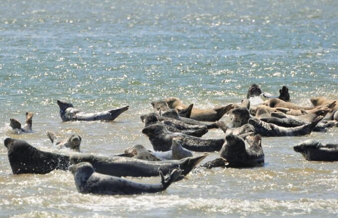 Small Group Full Day Island Tour to Texel From Amsterdam - Lunch on the Island