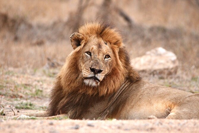 Small-Group Full-Day Safari Tour in Kruger National Park - Inclusions of the Tour
