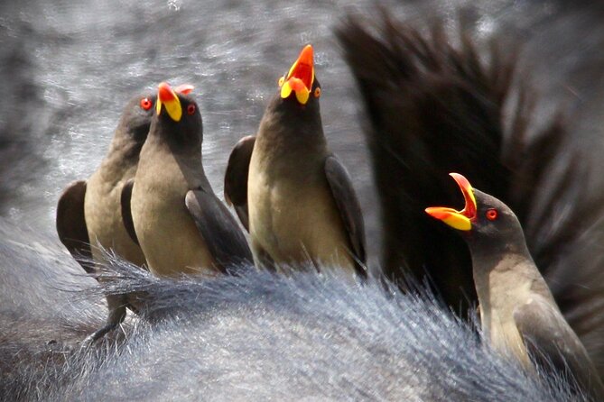 Small-Group Full-Day Safari Tour in Kruger National Park - Booking Information